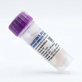 Wharton s jelly - shutterstock